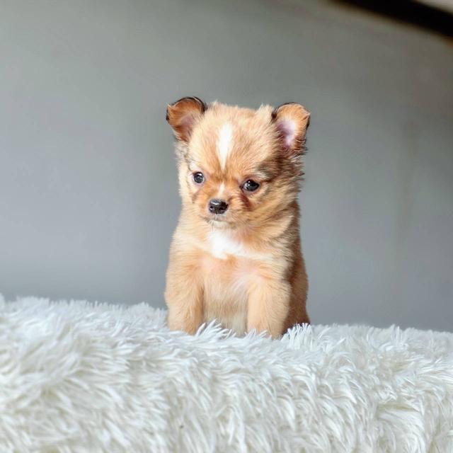 ชิวาวาแท้ขนยาว เพศเมีย รูปที่ 6