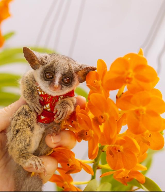 ลิง Bushbaby หลายช่วงวัย รูปที่ 2