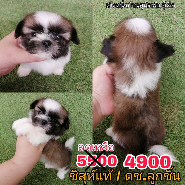 ด่วน 5500 ลดเหลือ 4900 ชิสุห์เเท้ ช. ไซส์เล็ก พร้อมย้าย