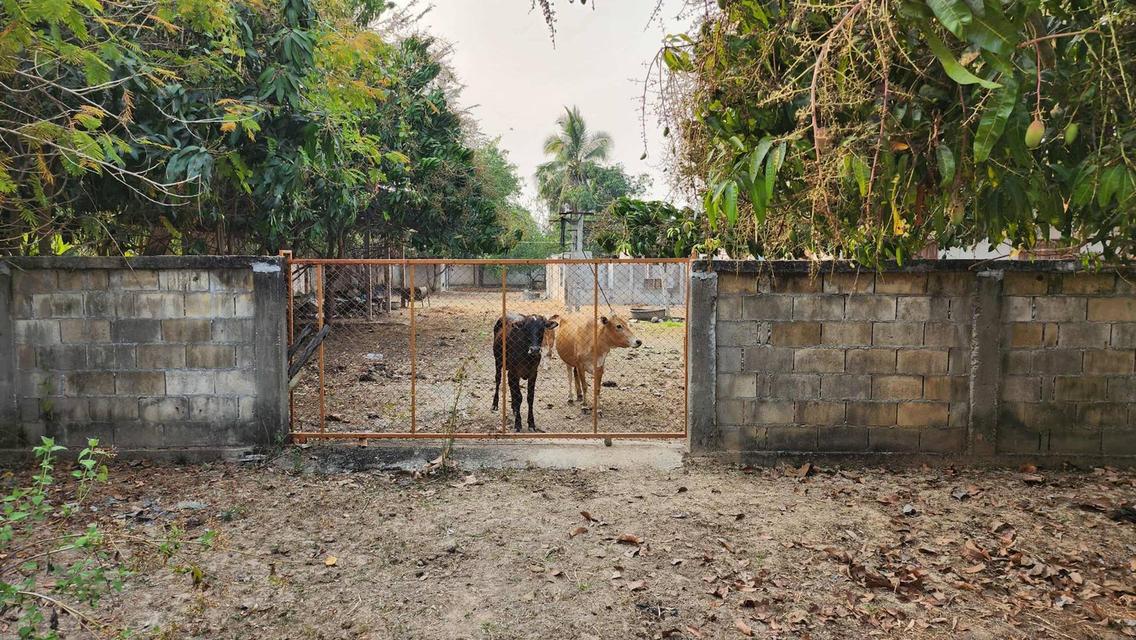 ขายที่ดินถมแล้ว 4-0-40 ไร่ น้ำไม่ท่วม เหมาะแก่การทำสวนและปลูกบ้าน ต.หนองปลาสะวาย อ.บ้านโฮ่ง จ.ลำพูน 3