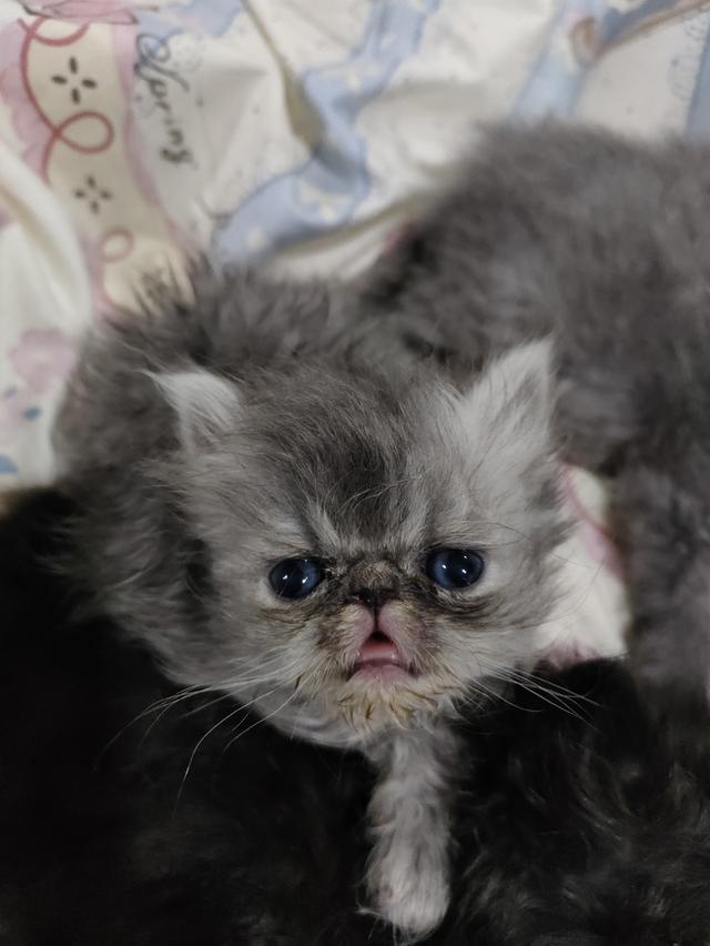 แมวเอ็กโซติกขนยาวแท้ 6