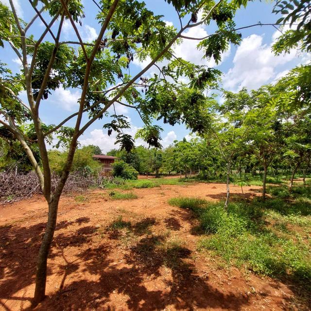 ที่ดินวิวสวย 5 ไร่น้ำ&ไฟ โฉนดพร้อมโอนปากช่อง 6