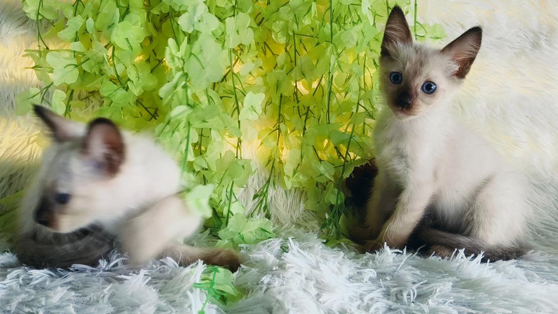 ขายลูกแมววิเชียรมาศชาย