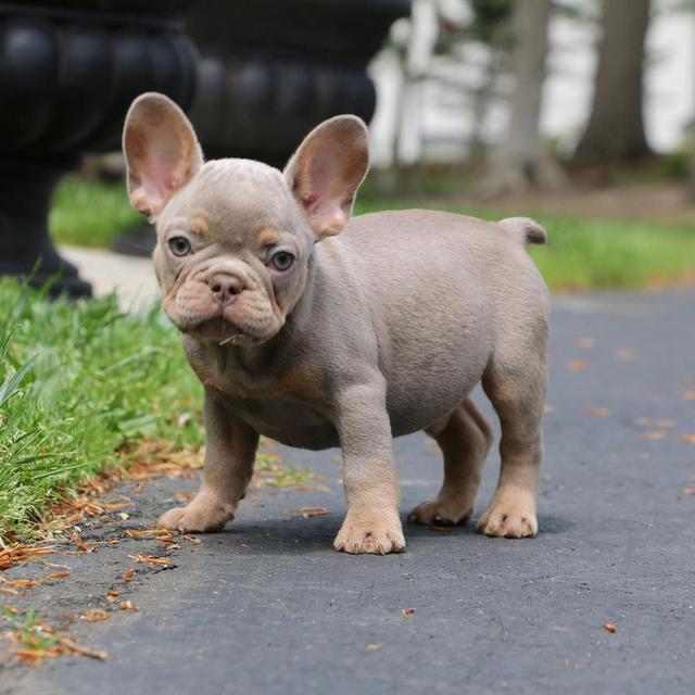 French Bulldog Puppies  WhatsApp me : +66 63 826 3042 รูปที่ 4