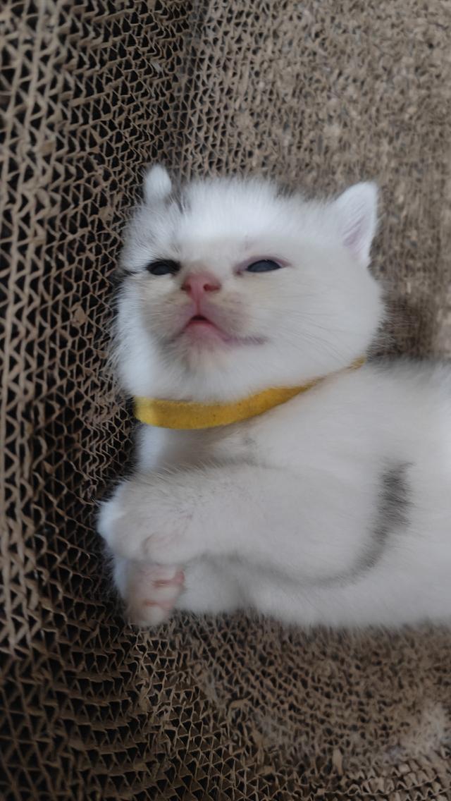 Scottish Fold (boy)