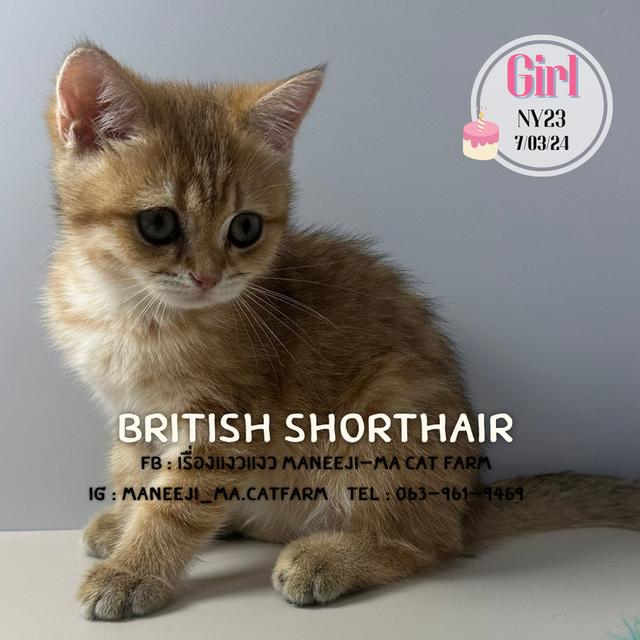 British shorthair ny23 girl 3