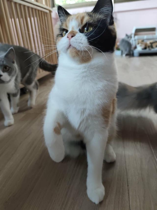 แมวเมนคูนบริทิช ตัวเมีย