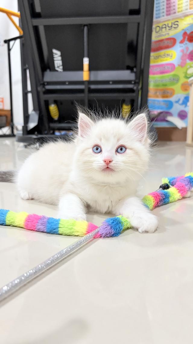 น้องแมวสายพันธุ์ Ragdoll เพศผู้ น้องรักขี้อ้อน เป็นมิตรกับทุกคน