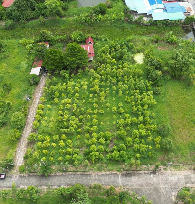 ขายที่ดินเปล่า หนองจอก 2 ไร่ 84 ตร.ว. ติดคลองธรรมชาติ ผังสีเขียว เงียบ ร่มรื่น 3