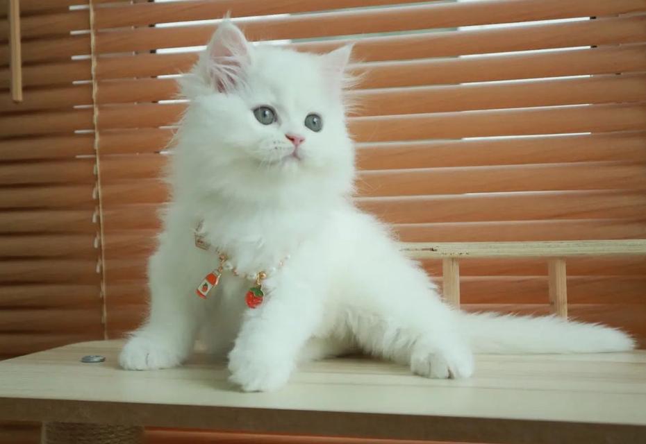 แมวเปอร์เซียสีขาวสะอาดตาสวย พร้อมย้ายบ้าน 3