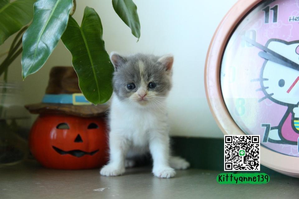 แมวหิมาลายันบริติชแท้ 2