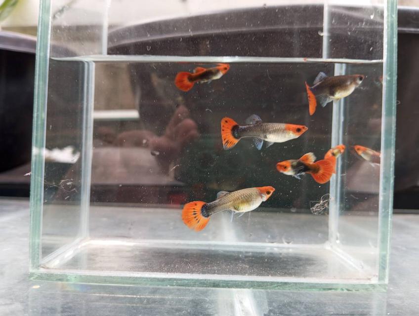 ปลาหางนกยูงเกรด ทักซิโด้ ตันโจ