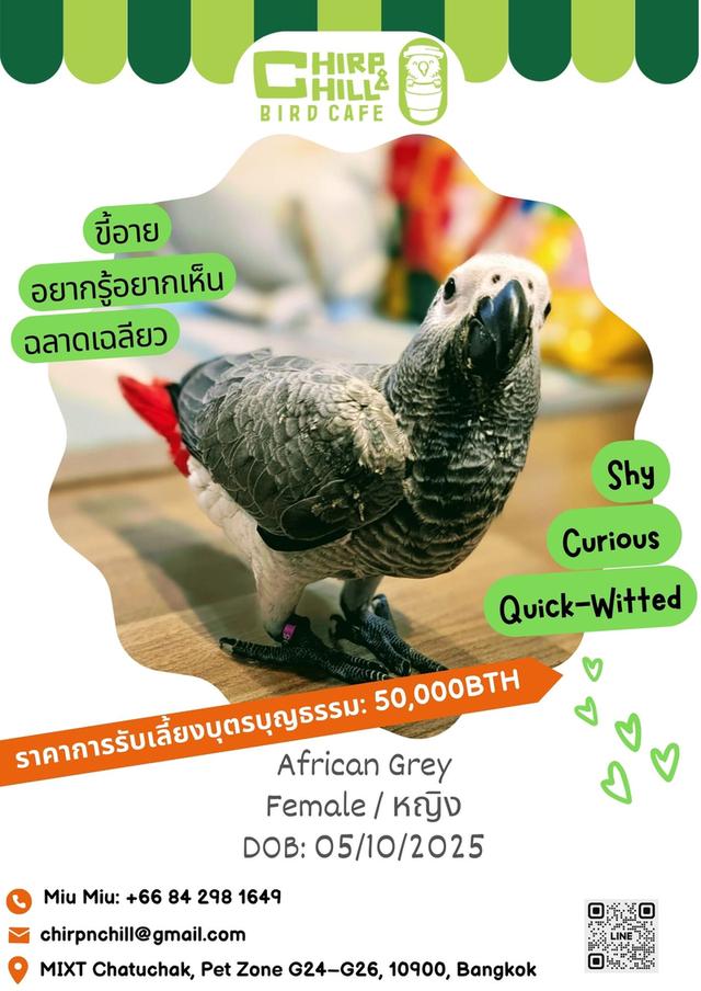 Chirp & Chill Bird Cafe