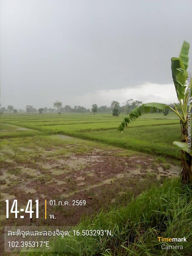ต้องการขายที่ดิน4ไร่ 8