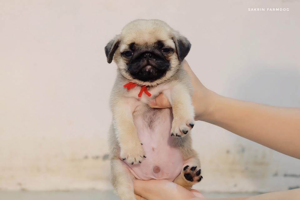 ขาย ปั๊ก (pug)  4