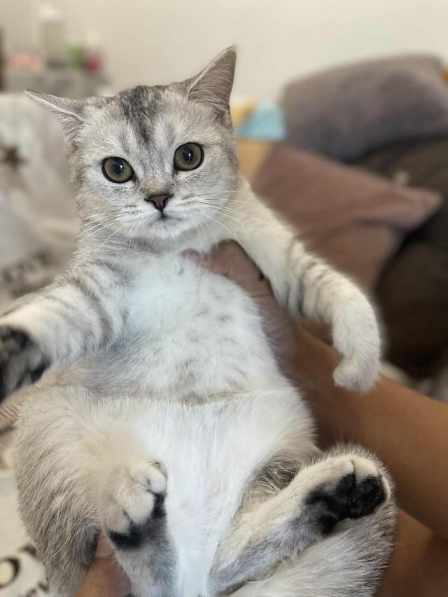 สาวสก็อต 6