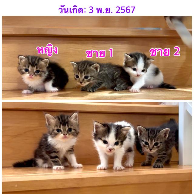 แมวเปอร์เซีย + เมนคูน + วิเชียรมาศ 2