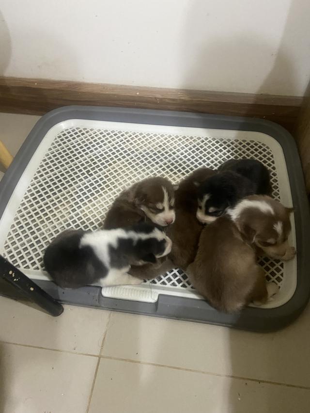 สัตว์เลี้ยงลูกสุนัขไซบีเรียน รูปที่ 2