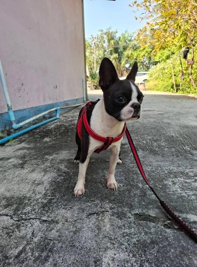 ลูกสุนัข Boston Terrier ราคาน่ารัก 3