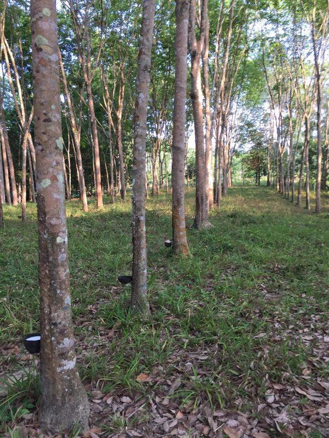 ที่ดินมีโฉนดสวนยางพาราสวนเงาะโรงเรียน มังคุด ทุเรียนมีต้นสะเดาเทียมล้อมรอบ 1
