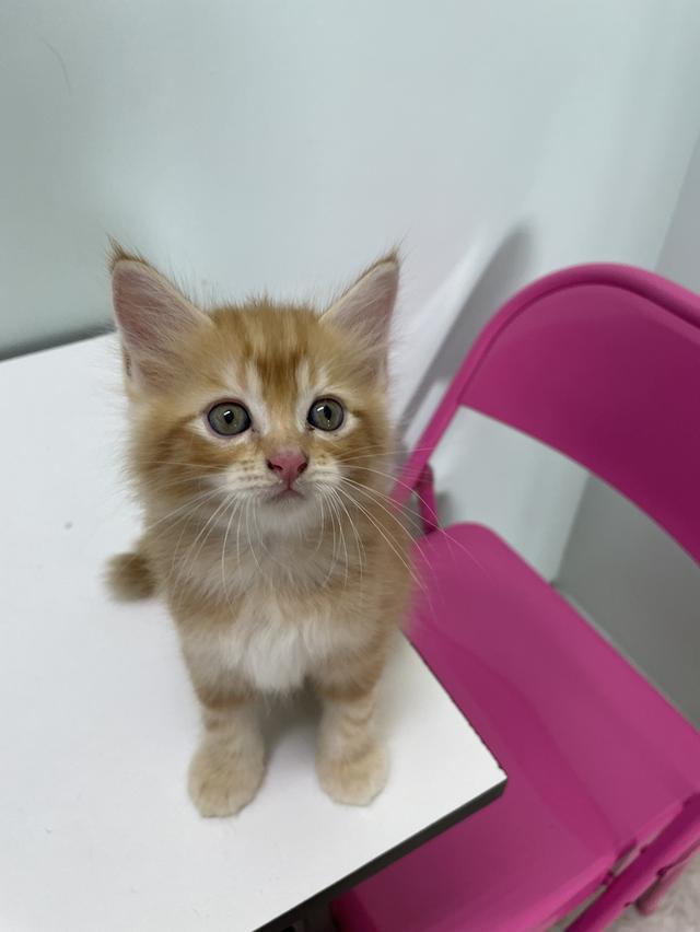 เปอร์เซียผสมสก็อตติช 1,500 น้องน่ารักมาก เข้ากระบะทรายได้แล้ว