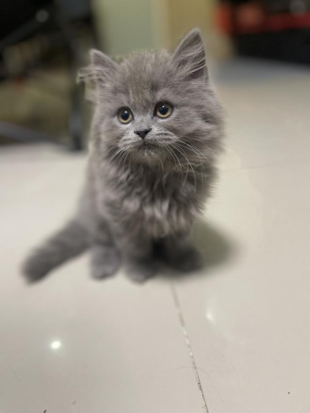 แมว(สี Lilac)ทั้งตัว-เด็กชาย2เดือน พร้อมย้าย