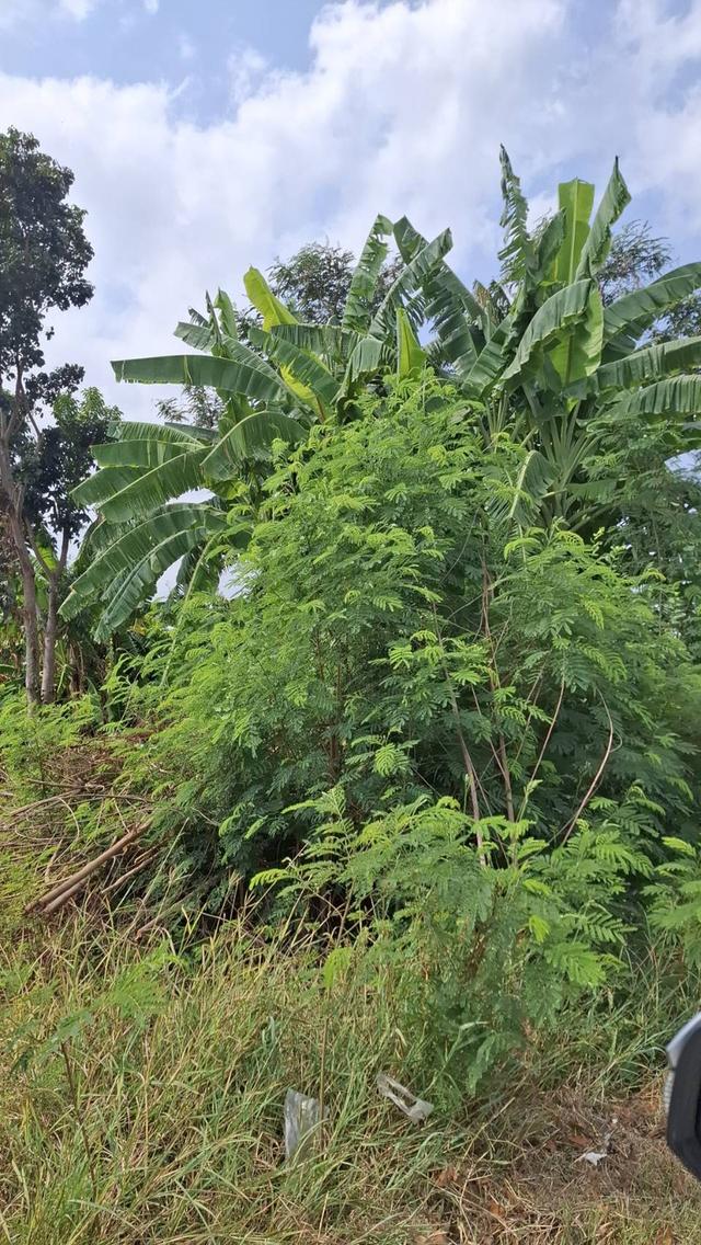 ขายที่ดินถมแล้ว 6 ไร่เศษ ใกล้อ่างเก็บน้ำรัชโลทร ต.วัดสุวรรณ อ.บ่อทอง จ.ชลบุรี 1