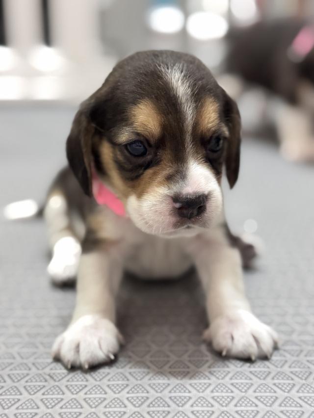 บีเกิ้ล (Beagle) 💯 19