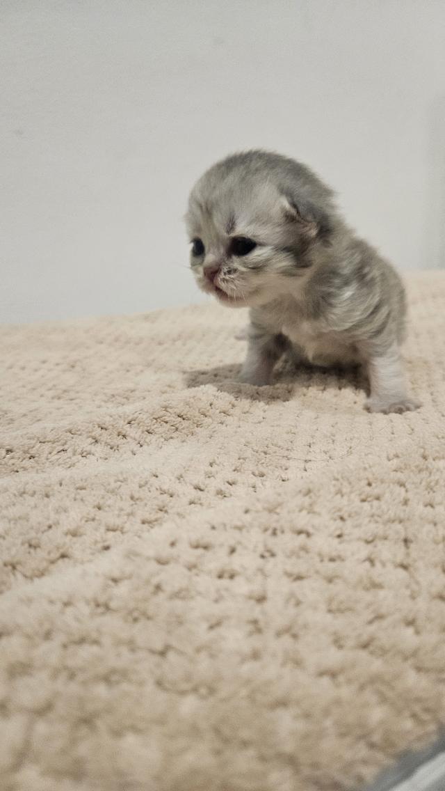 Scottish Fold  สก็อตติชโฟลด์ แท้ ระบบปิดเลี้ยงด้วยรัก รวมวัคซีน ถ่ายพยาธิ หยอดยากันปรสิตและไรหู สมุดวัคซีน 7