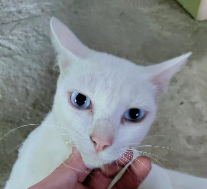 แมวขาวมณีหาบ้านนนนนนน