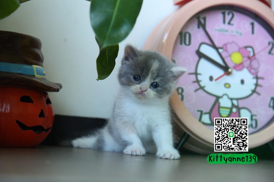 แมวหิมาลายันบริติชแท้ 18