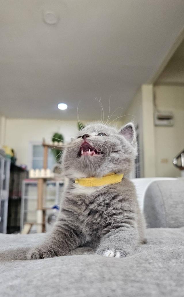 บริติช สก็อตติช แมวน้ำน้อย รูปที่ 5