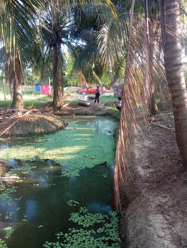 ขายที่ดินพร้อมสวนมะพร้าวน้ำหอมพร้อมเก็บผลผลิต 10