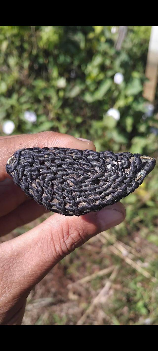 พญางั่งสุวรรณภูมินิ้วกระดก 10