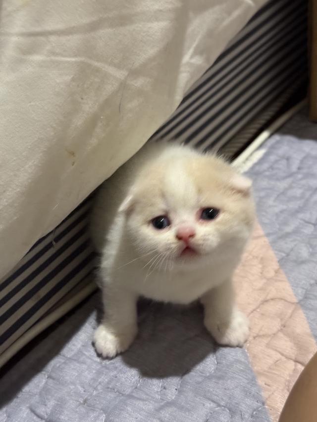 สัตว์เลี้ยง แมวสก็อตตีชโฟลด์ รูปที่ 2