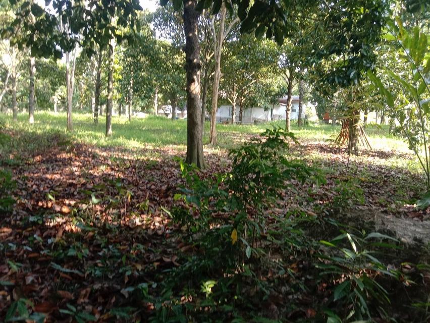ที่ดิน  พื้นที่ 1-2-32 ไร่ อ.เมือง จ.นครศรีธรรมราช จาก 6 ล้านลดเหลือ4.5 ล้าน ด่วนๆ 5