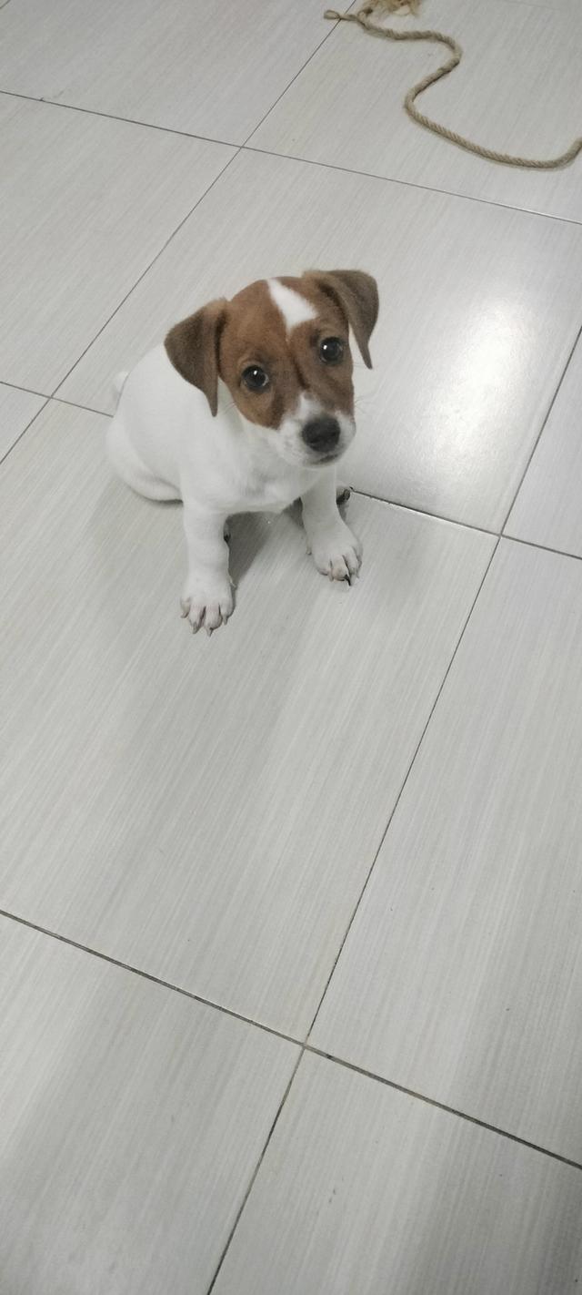 Beautiful Jack Russell Terrier puppies รูปที่ 8