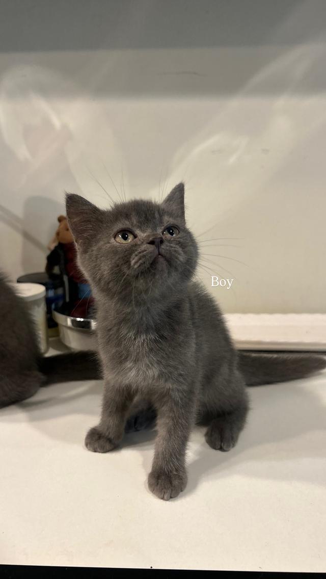 ลูกแมวสก็อตติช สีบูล 6