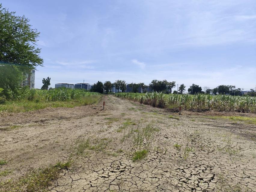 Sale large land 9.3 Rais suitable for projects or building house etc, can be subdivided Kamphaeng Saen District, Nakhon Pathom Province near Bangkok 5