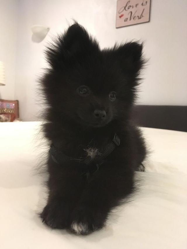 น้องสุนัข ปอมเมอเรเนียน สีดำสุดน่ารัก 3