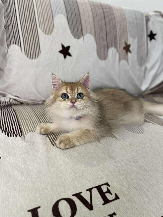 British Longhair WCF