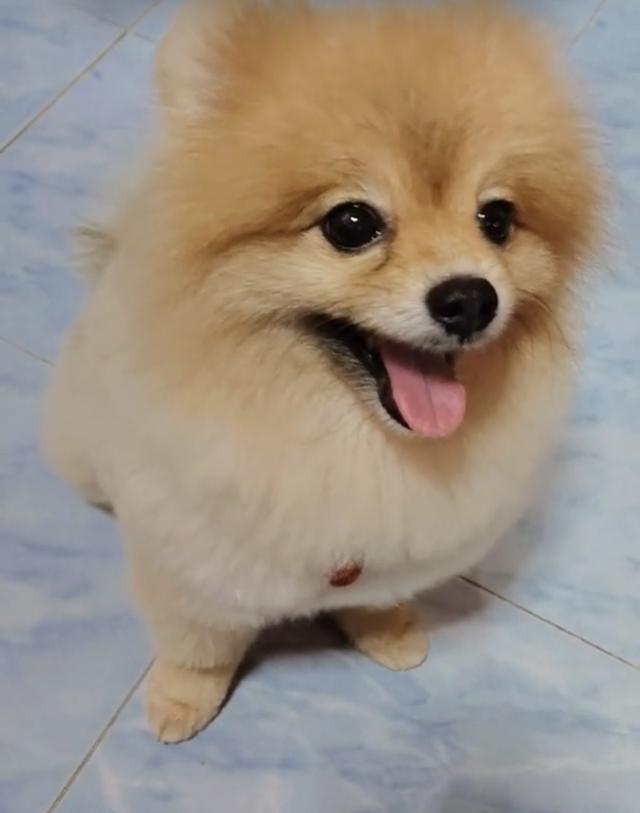 สัตว์เลี้ยง สุนัขพันธ์ ปอมเมอเรเนียน