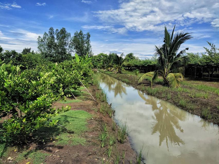 บ้านสวนเกษตร5ไร่ต.หนองสาหร่ายอ.ดอนเจดีย์จ.สุพรรณบุรี 5