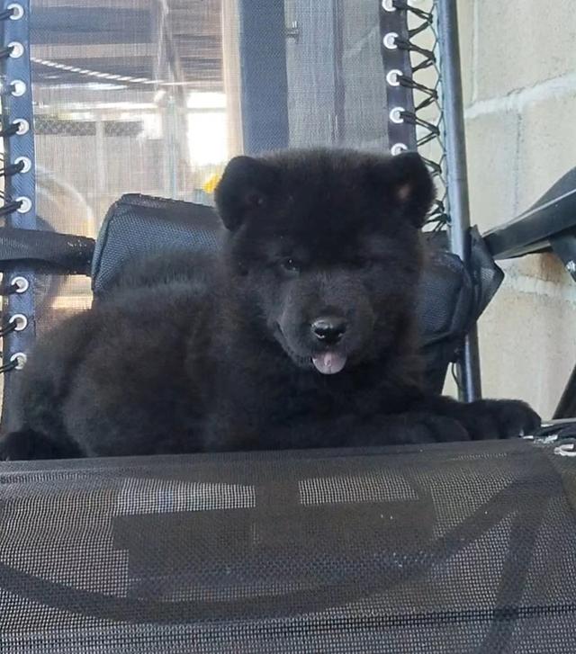 ลูกผสม เชาๆ-ไซบีเรียน