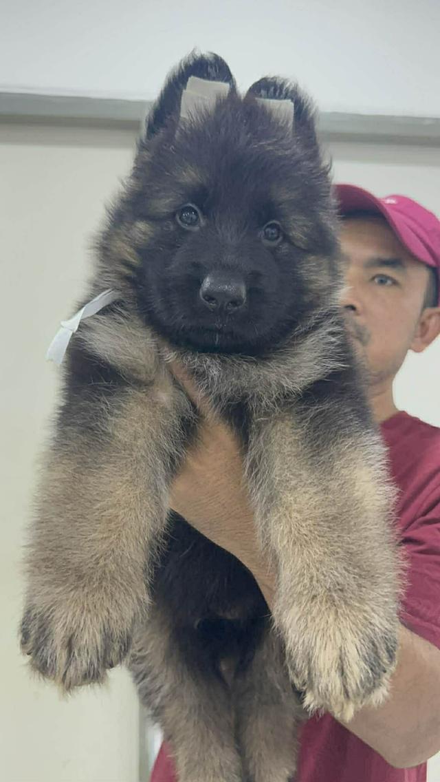ลูกสุนัขเยอรมันเชพเพิร์ด รูปย่อยที่ 2
