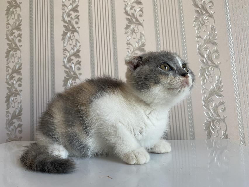 แมวสก็อตติสแท้ 100% ผญ หูพับ