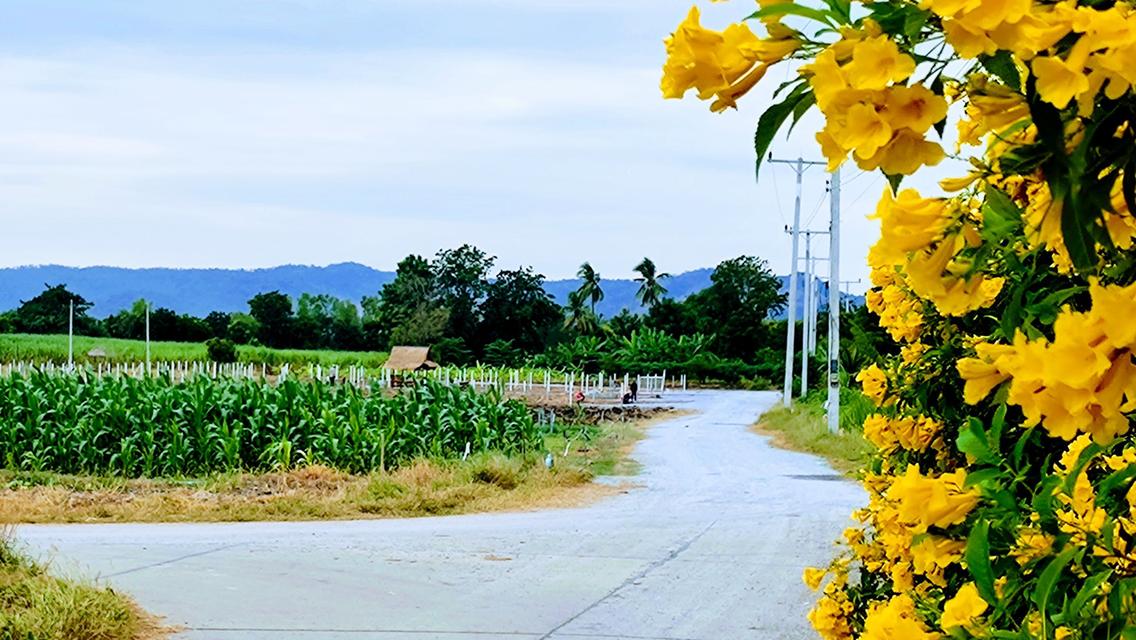 ขายที่ดินโฉนด200ตรว ติดชุมชน ต.พลับพลาไชย อ.อู่ทอง จ.สุพรรณบุรี 1