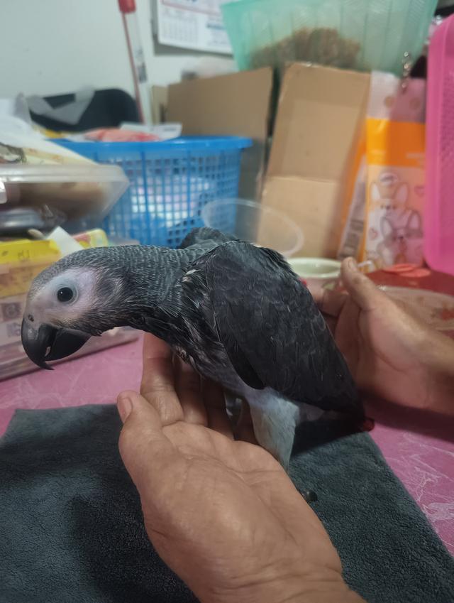 นกแก้วพูดได้