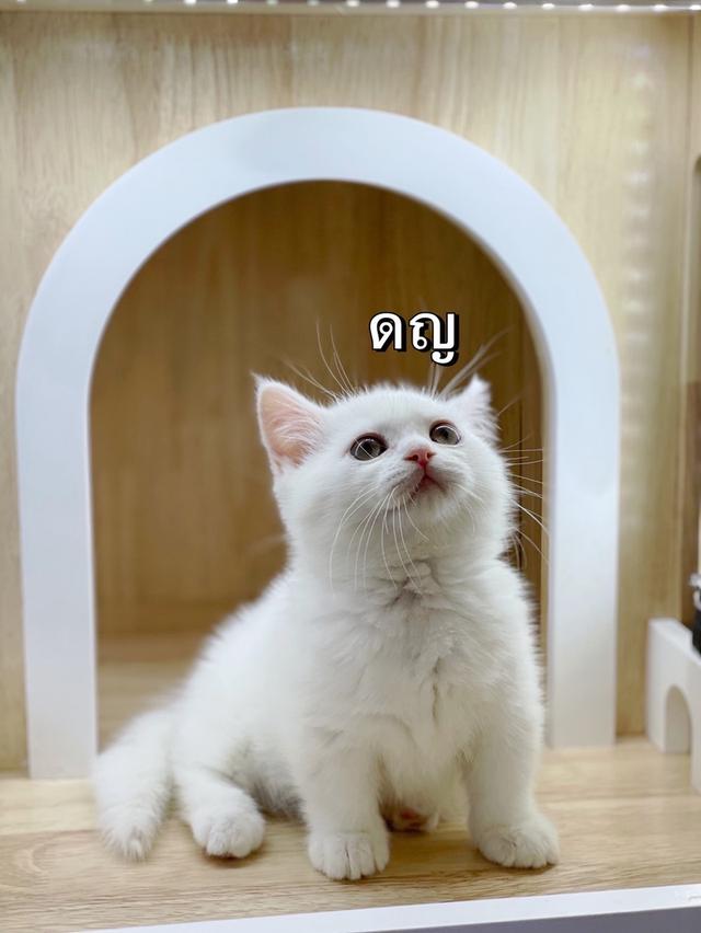 มันช์กิ้น ขาสั้น 3