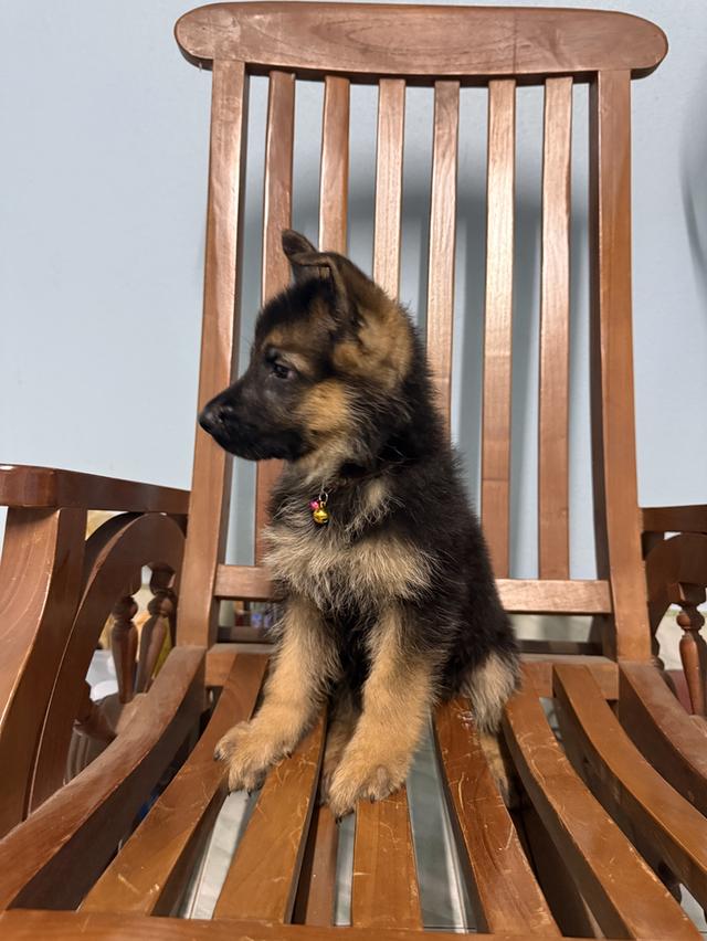 หมาเยอรมันแชดเพริด 2